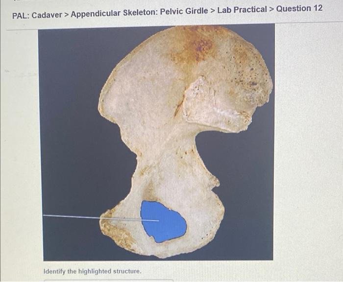 Pelvic Girdle - Appendicular Skeleton - Skeletal Organization