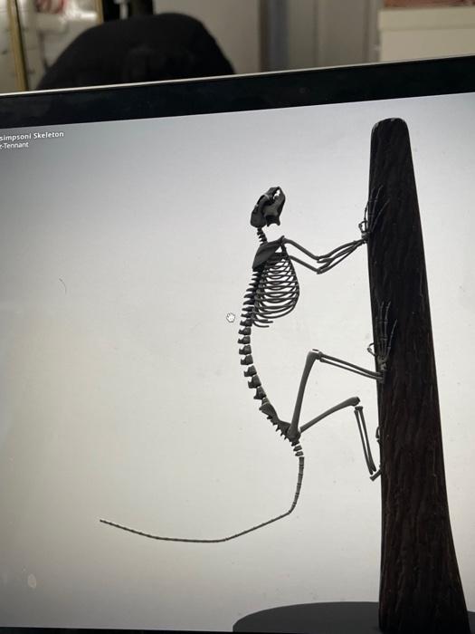 Solved Workstation 1 Carpolestes simpsoni Identify as many