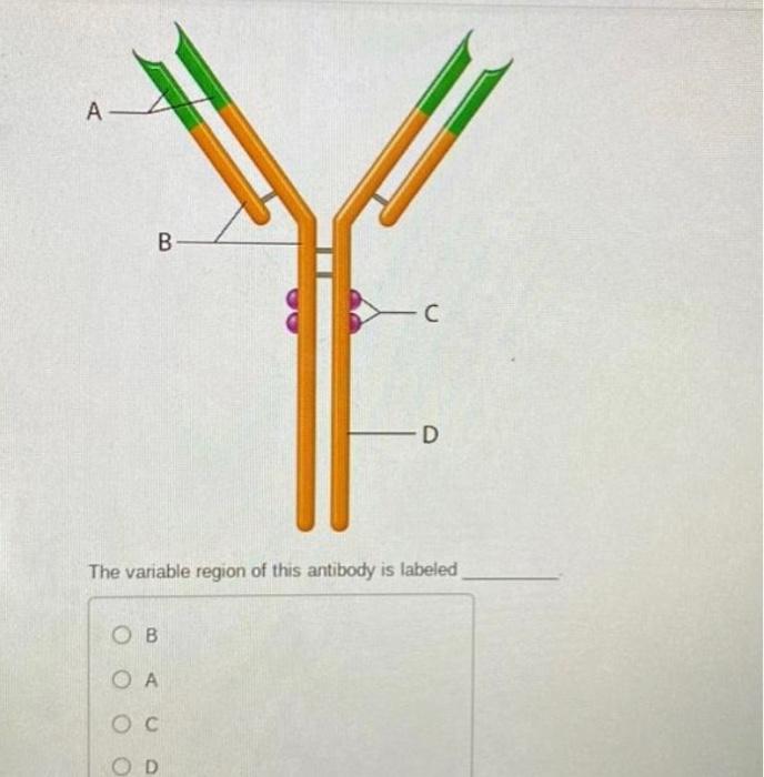 Solved The variable region of this antibody is labeled B A C | Chegg.com