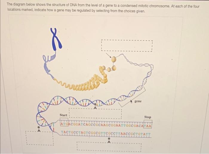 Solved The diagram below shows the structure of DNA from the | Chegg.com