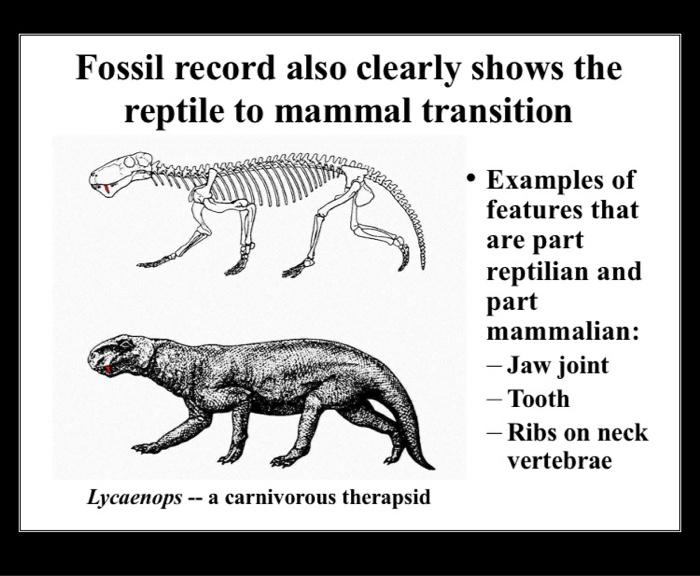 Solved Attribute Table for Drawing Trees Diet
