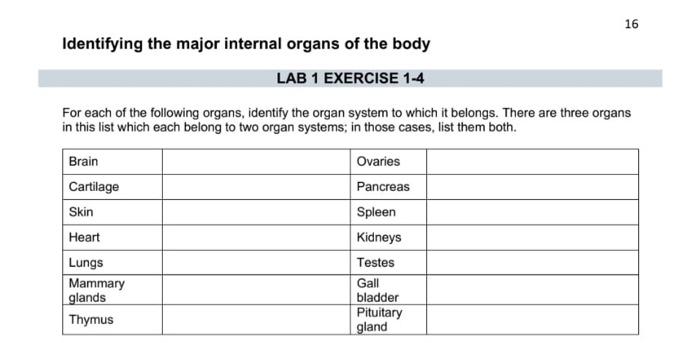 Solved 16 Identifying the major internal organs of the body | Chegg.com