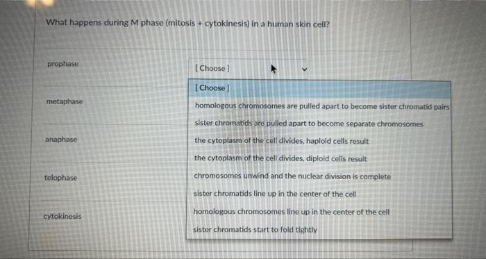What happens during \( M \) phase (mitosis + cytokinesis) in a human skin cell?
prophase
[Choose]
[Choose]
metaphase
homologo