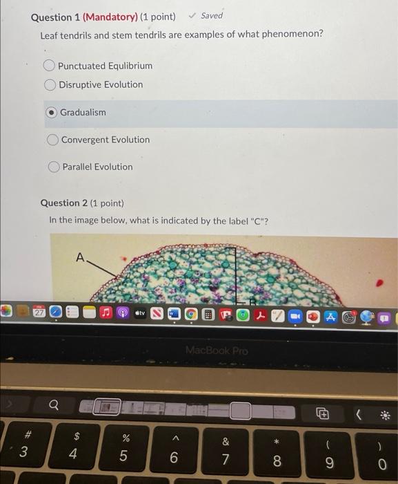 stem tendril examples