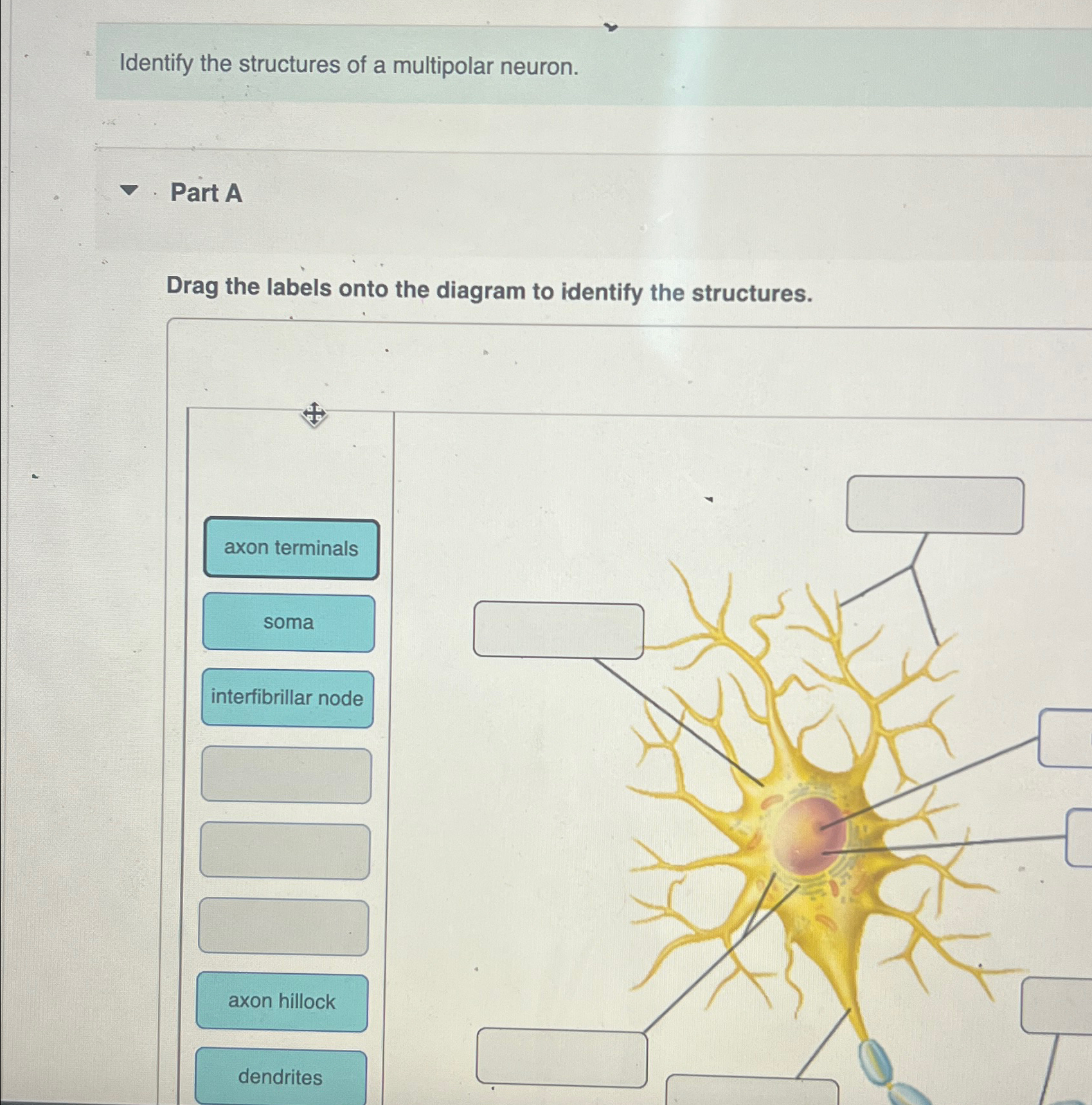Solved Identify the structures of a multipolar neuron.Part | Chegg.com