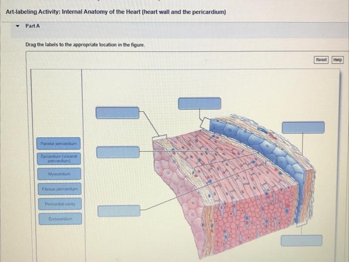 Solved Art-labeling Activity: Internal Anatomy of the Heart | Chegg.com