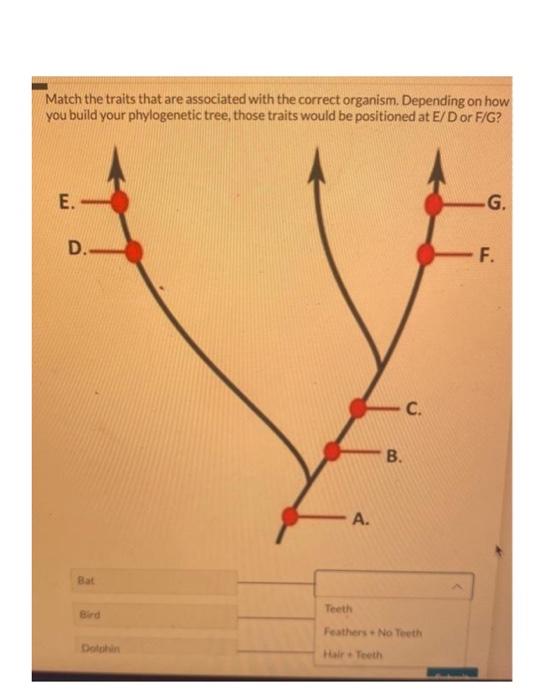 Solved Match The Traits That Are Associated With The Correct | Chegg.com