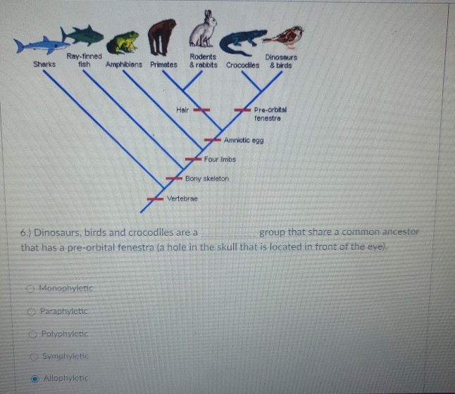 Solved Ray-finned fish Sharks Rodents Amphibians Primates & | Chegg.com