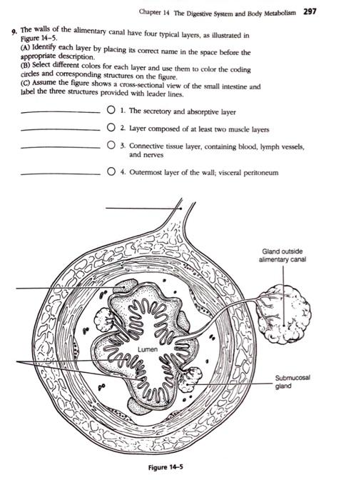 Solved Figure 14-5. Chapter 14 The Digestive System And Body | Chegg.com