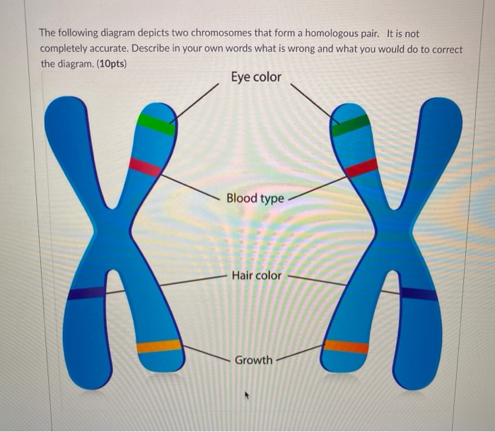 difference-between-homologous-chromosomes-vector-image