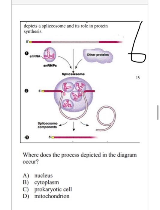 Solved Questions 3-5 Refer To The Diagrams Of The Two | Chegg.com