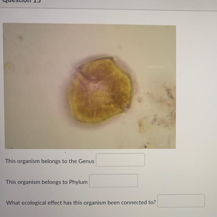 Solved This Organism Belongs To The Genus This Organism | Chegg.com