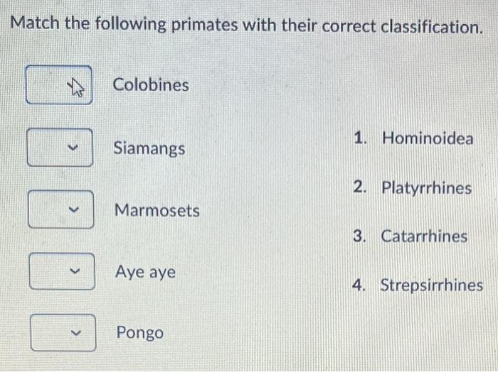 Solved Match the following primates with their correct