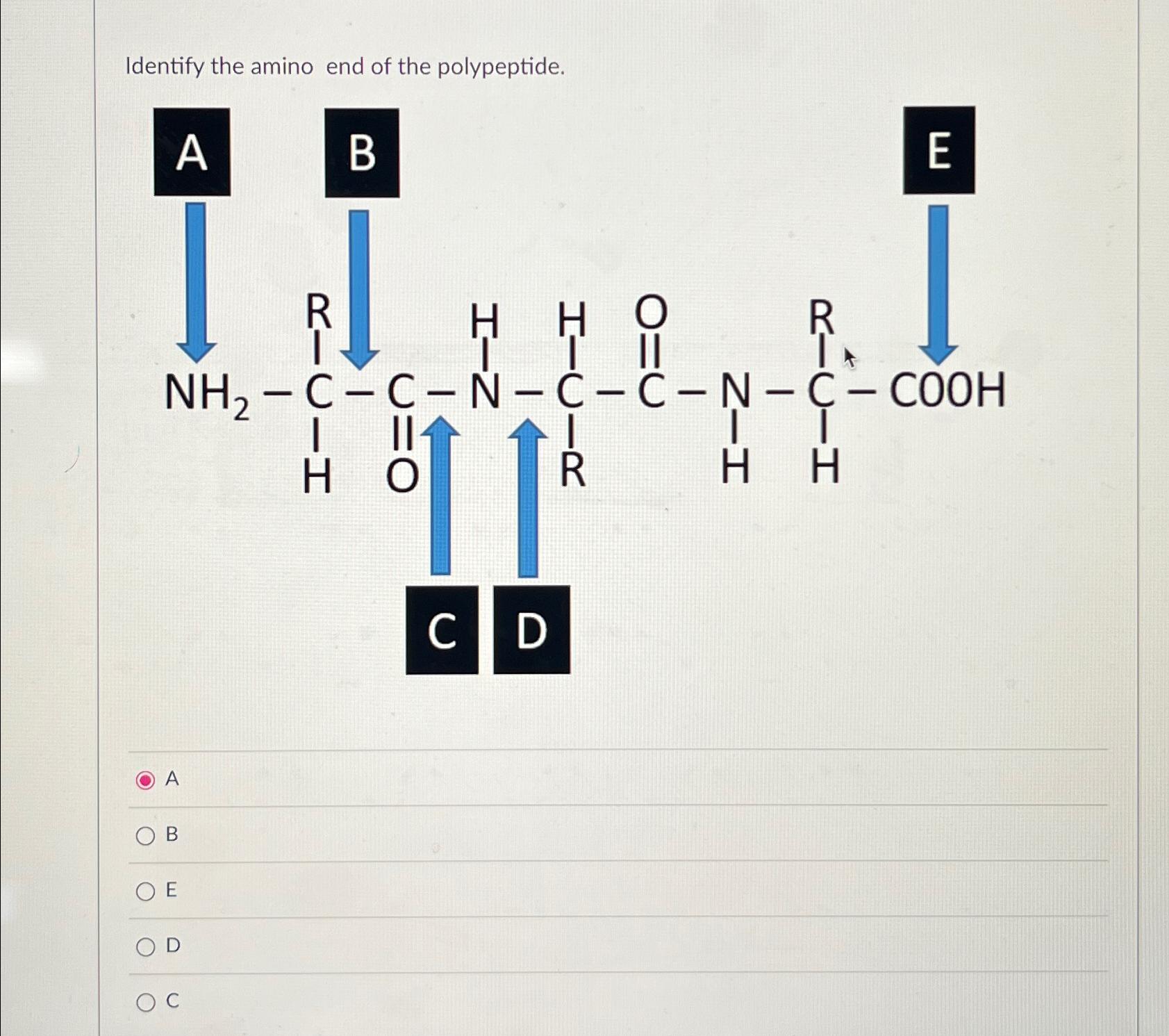 Solved Identify the amino end of the polypeptide | Chegg.com