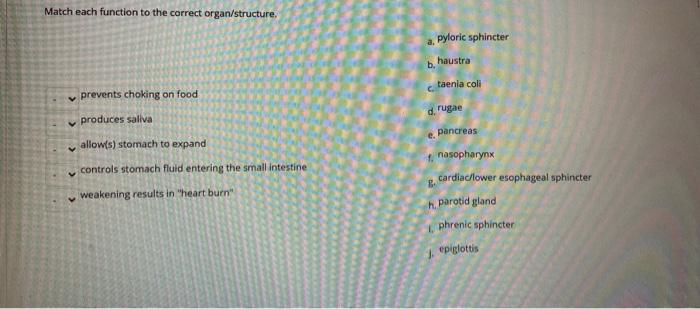 Solved Match Each Function To The Correct Organ Structure Chegg Com