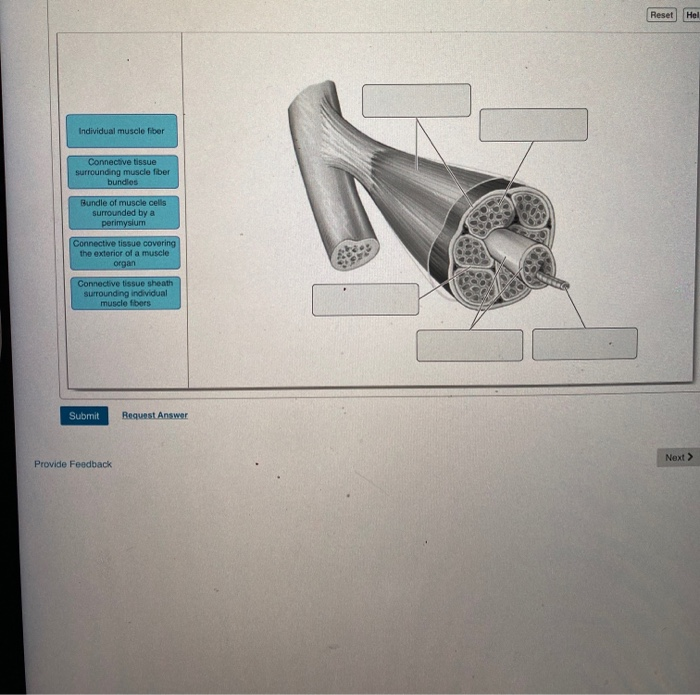 solved-reset-hel-individual-muscle-fiber-connective-tissue-chegg