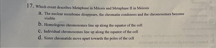 Solved 17. Which event describes Metaphase in Mitosis and | Chegg.com