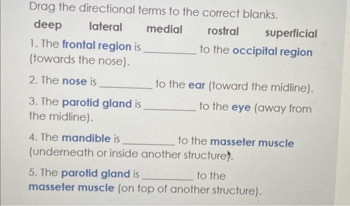 deep lateral medial rostral superficial 1. The frontal region is to the occipital region (towards the nose). 2. The nose is t