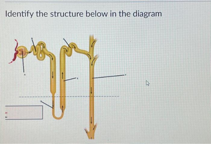 Solved LABEL THE STRUCTURES BELOW Identify the structure | Chegg.com