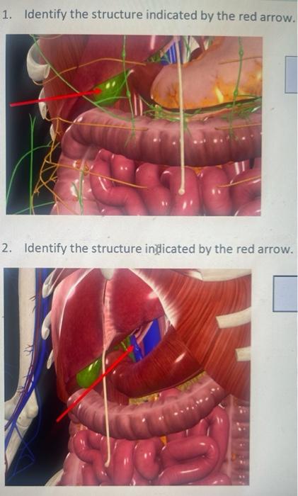 1. Identify the structure indicated by the red arrow.
2. Identify the structure indicated by the red arrow.
BA