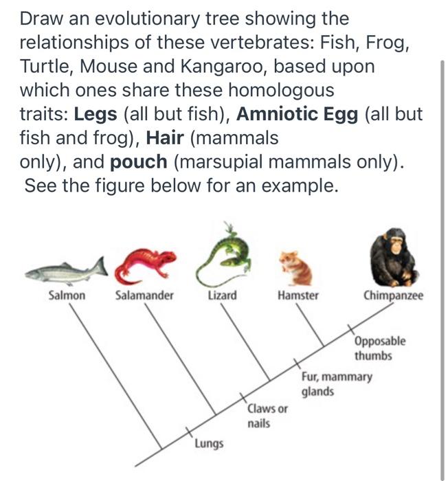 Solved Draw an evolutionary tree showing the relationships | Chegg.com