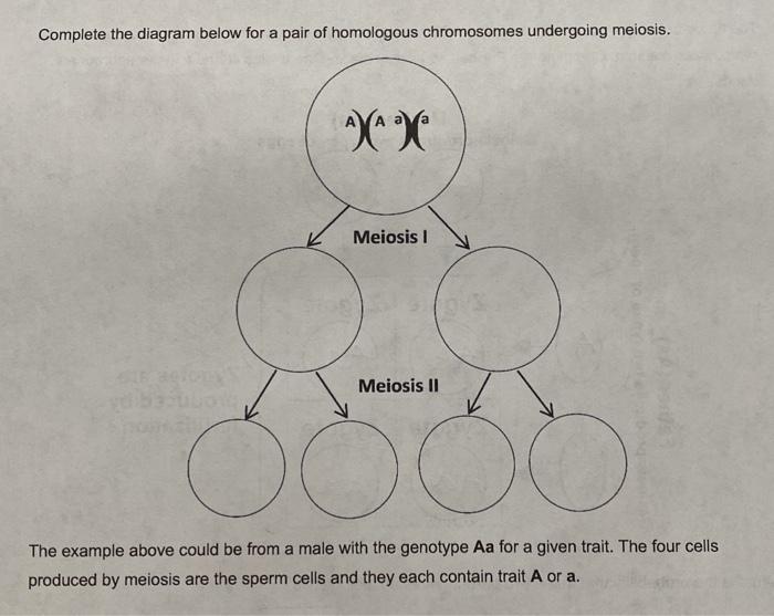 Solved Complete the diagram below for a pair of homologous | Chegg.com