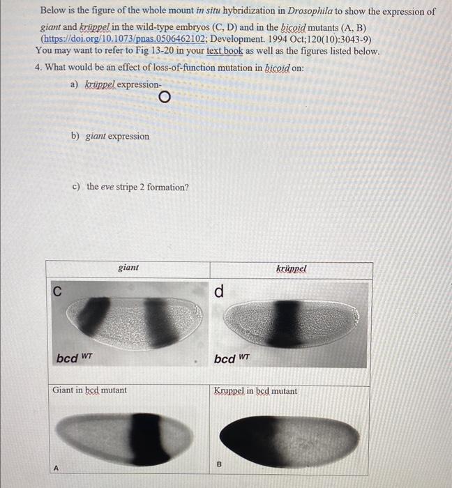 Solved Below is the figure of the whole mount in situ | Chegg.com