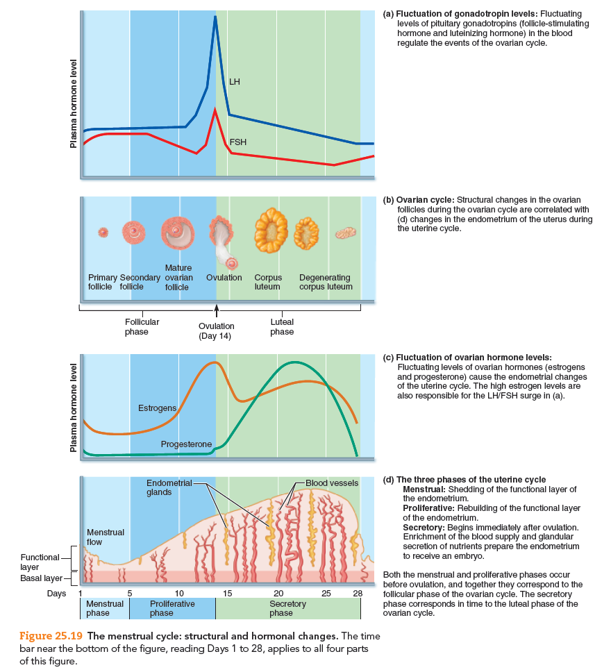 Solved: In menstruation, the functional layer is shed from the ...