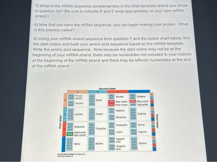 Solved 7) What is the mRNA sequence complementary to the DNA | Chegg.com