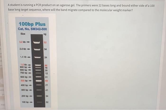 Solved A student is running a PCR product on an agarose gel. | Chegg.com