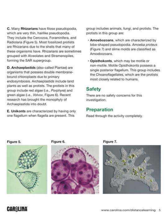 Background Protists Are Eukaryotic Organisms That Are Chegg Com