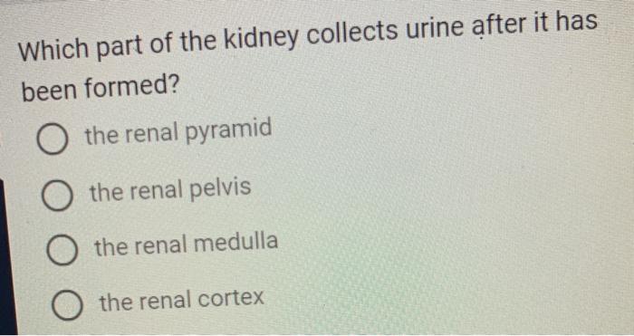 Question: What Channel Transports Urine From The Kidneys To The Bladder ...