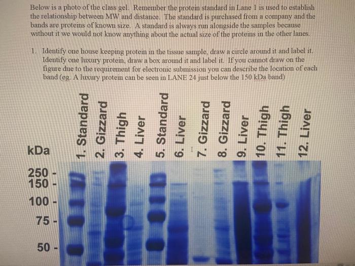 Solved Below is a photo of the class gel. Remember the