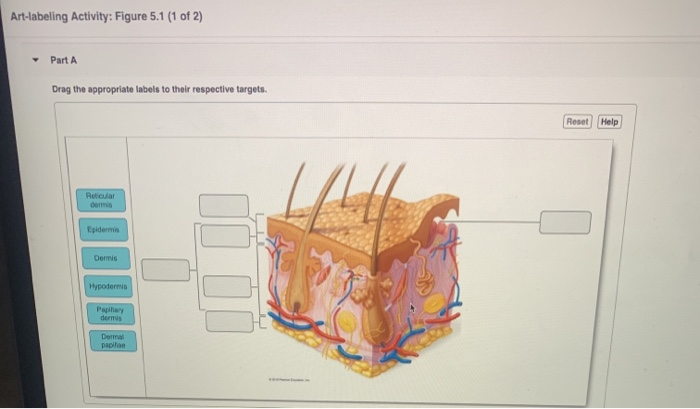 Solved Art-labeling Activity: Figure 5.1 (1 of 2) Part A | Chegg.com