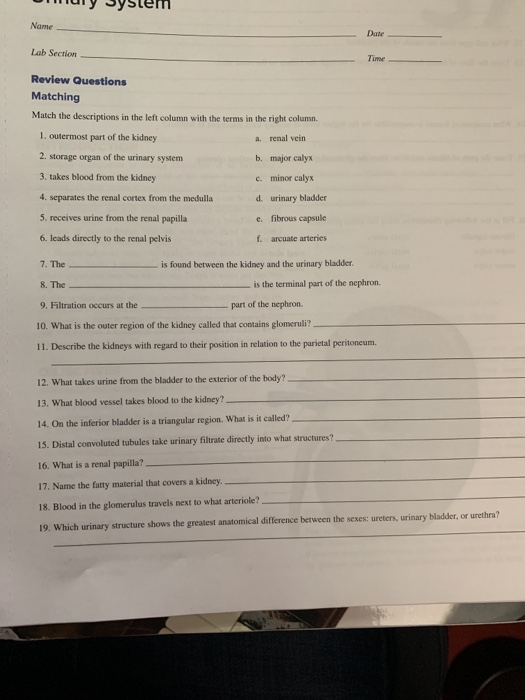 Solved Name Date Lab Section Time Review Questions Matching | Chegg.com
