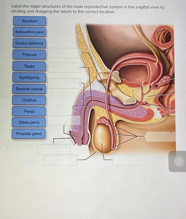 male reproductive system with labels