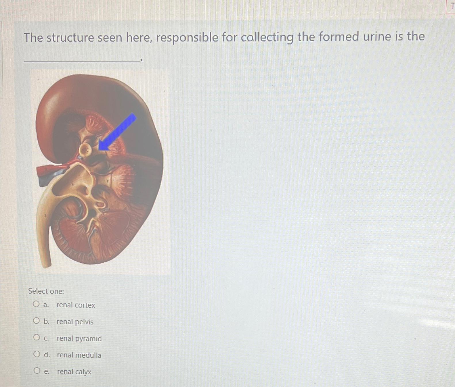 Solved The structure seen here, responsible for collecting | Chegg.com