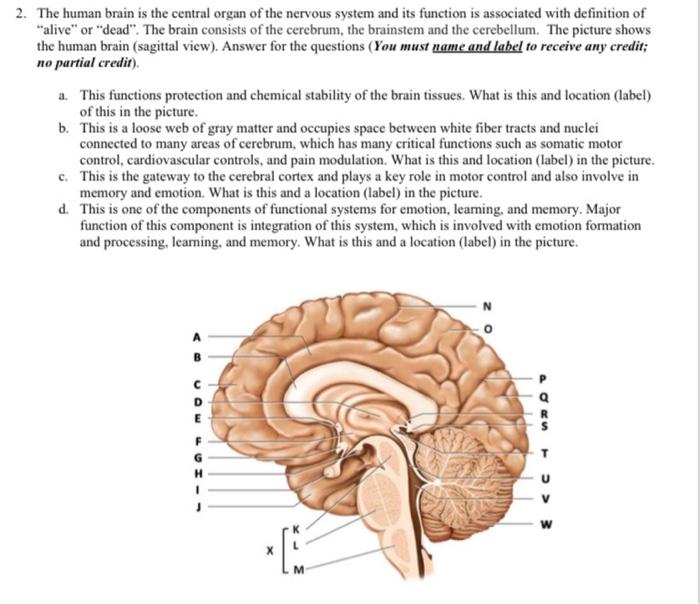 9 unanswered questions about the human brain