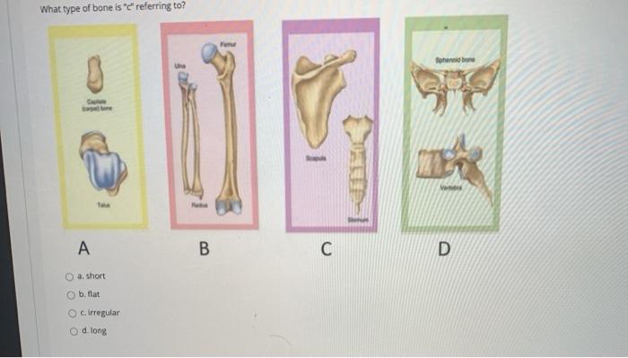 Solved Which part of the ear are the auditory ossicles | Chegg.com