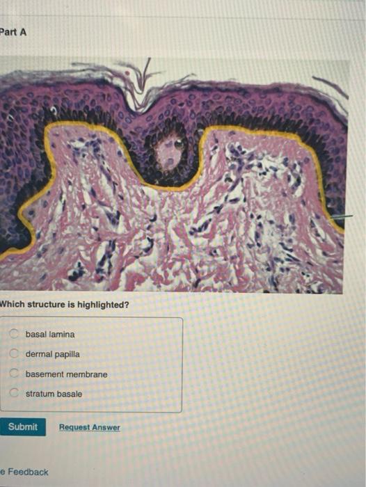 Solved Part A Which structure is highlighted? adipocyte C | Chegg.com