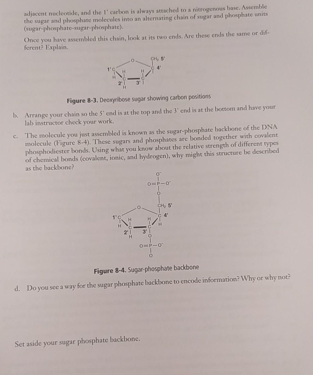 Solved Figure 8-2. Two strands of a DNA double helix held | Chegg.com