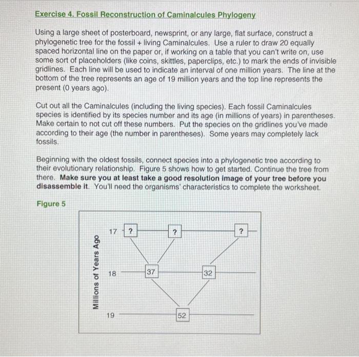 Exercise 4. Fossil Reconstruction of Caminalcules