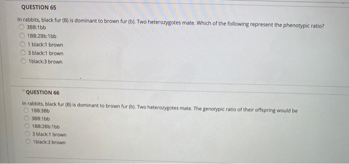 Solved QUESTION 65 In Rabbits, Black Fur (B) Is Dominant To | Chegg.com