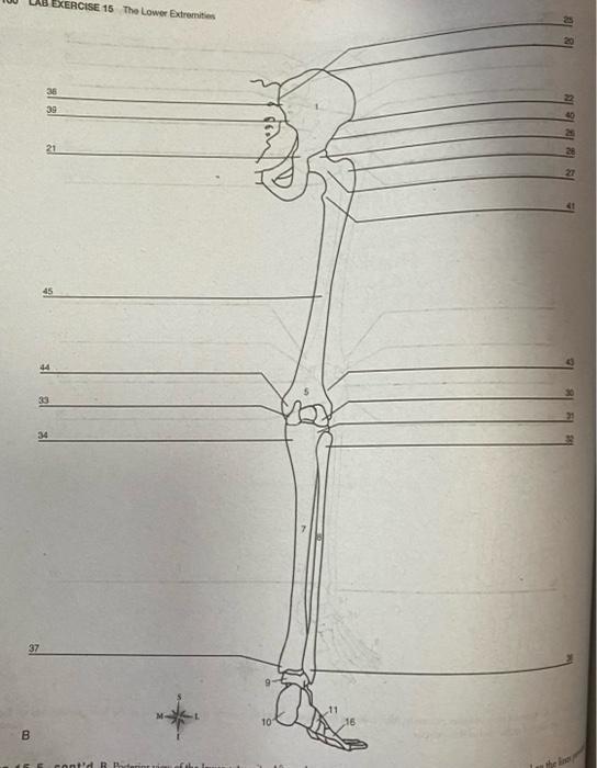 Solved 20 22 38 2 40 39 23 21 24 Lateral view 20 Anatomy | Chegg.com