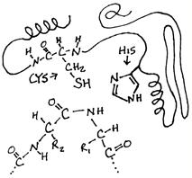 Solved Below are pictures of three steps of an enzymatic | Chegg.com