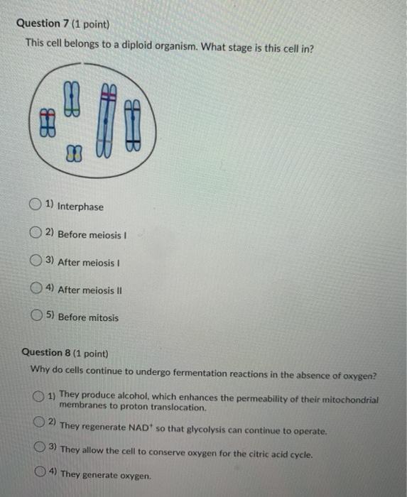 Solved Question 7 (1 point) This cell belongs to a diploid | Chegg.com