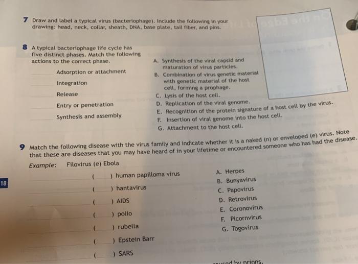 Solved 7 Draw and tabel a typical virus (bacteriophage). | Chegg.com