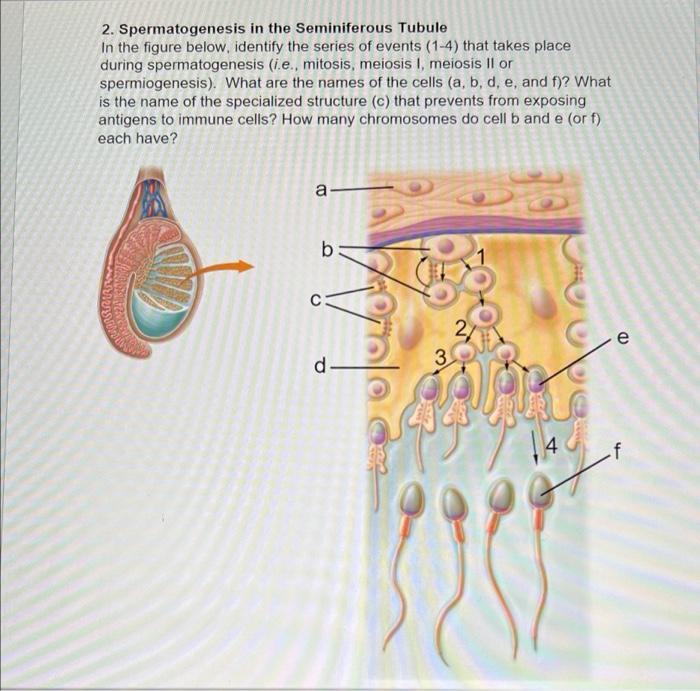 Solved 2. Spermatogenesis in the Seminiferous Tubule In the | Chegg.com