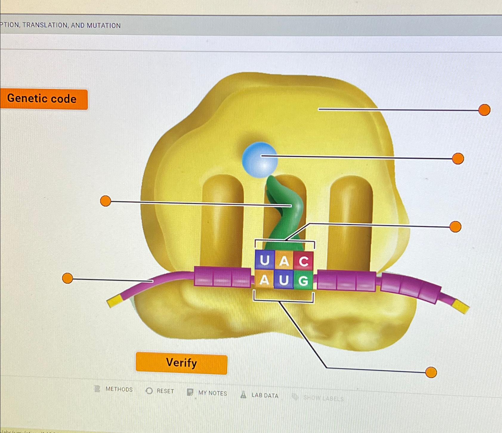 Solved PTION, TRANSLATION, AND MUTATIONGenetic code | Chegg.com