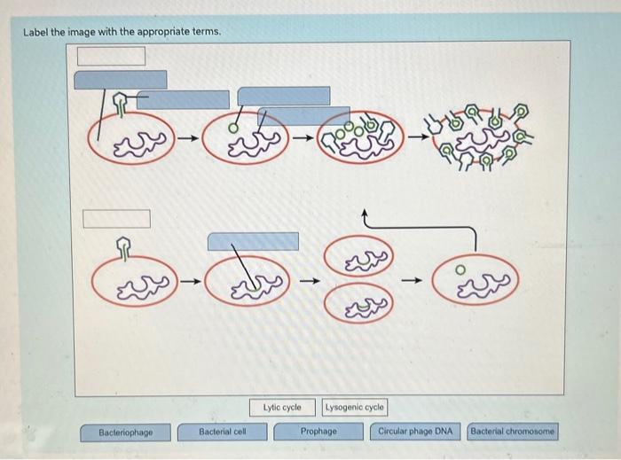 Solved Label The Image With The Appropriate Terms. Bacterial | Chegg.com